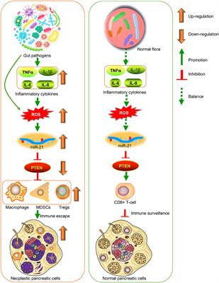 An Exploration of Oral-Gut Pathogens Mediating Immune Escape of Pancreatic Cancer via miR-21/PTEN Axis